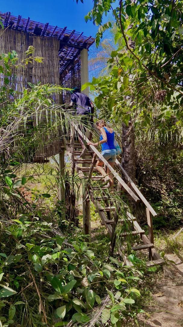 Aventure en Casamance : découverte de la nature luxuriante lors d'une excursion près du Campement Buhanor, exploration de la forêt à l'ile d'egueye .