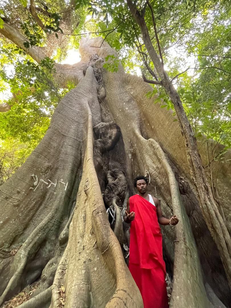 Immense arbre majestueux en Casamance lors d'une excursion depuis le Campement Buhanor, expérience culturelle et naturelle authentique à l'ecomusée de boucotte
