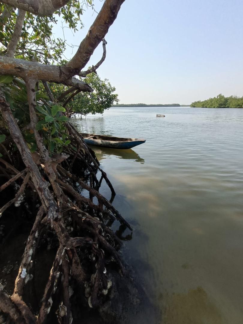 pirogue traditionnelle diola dans les magnifiques mangroves de la Casamance