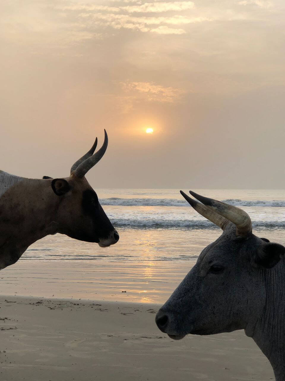 Silhouettes de deux vaches aux longues cornes sur la plage de Cap-Skirring au coucher ou lever du soleil, une scène paisible et pittoresque des environs du Campement Buhanor.