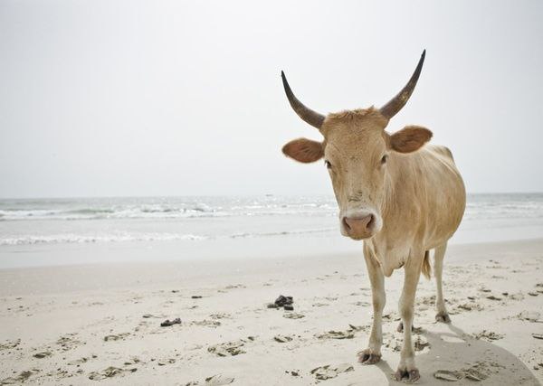 Vache paisible sur le sable fin de la plage de Cap-Skirring, une scène typique de la vie locale près du Campement Buhanor en Casamance.