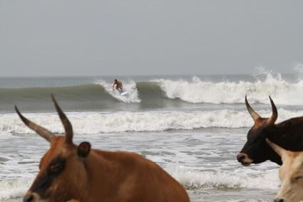 Scène insolite à Cap-Skirring : des vaches se prélassent sur la plage au premier plan, tandis qu'un surfeur prend une vague à l'arrière-plan, illustrant le charme unique des environs du Campement Buhanor.